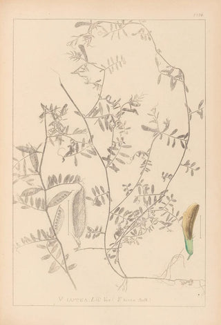 Louis Antoine Cusin - Herbier de la flore franaise Pl0455.webp