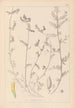Herbier de la flore française Pl0456 - Louis Antoine Cusin — weergave van het kunstwerk