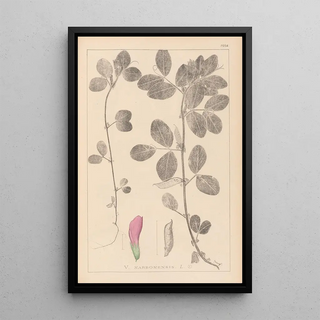 Louis Antoine Cusin - Herbier de la flore franaise Pl0458.webp