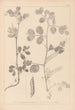 Herbier de la flore française Pl0459 - Louis Antoine Cusin — weergave van het kunstwerk