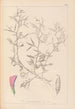 Herbier de la flore française Pl0460 - Louis Antoine Cusin — weergave van het kunstwerk