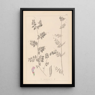 Louis Antoine Cusin - Herbier de la flore franaise Pl0461.webp