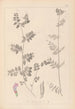 Herbier de la flore française Pl0461 - Louis Antoine Cusin — weergave van het kunstwerk