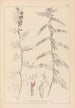 Herbier de la flore française Pl0462 - Louis Antoine Cusin — weergave van het kunstwerk