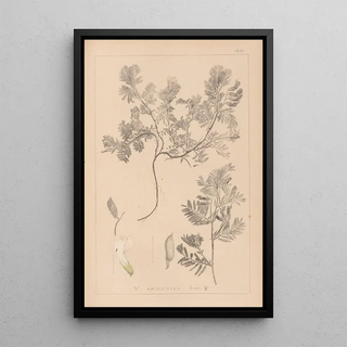 Louis Antoine Cusin - Herbier de la flore franaise Pl0463.webp