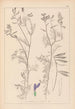 Herbier de la flore française Pl0464 - Louis Antoine Cusin | Reproduction — weergave van het kunstwerk