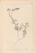Herbier de la flore française Pl0465 - Louis Antoine Cusin — weergave van het kunstwerk