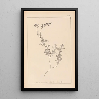 Louis Antoine Cusin - Herbier de la flore franaise Pl0465.webp