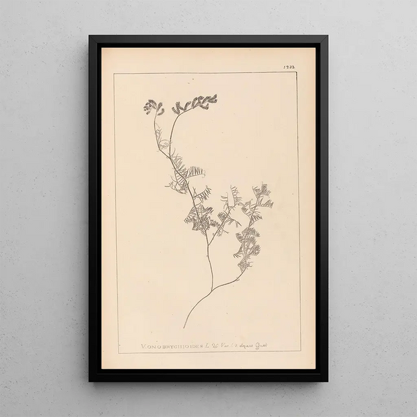 Louis Antoine Cusin - Herbier de la flore franaise Pl0465.webp