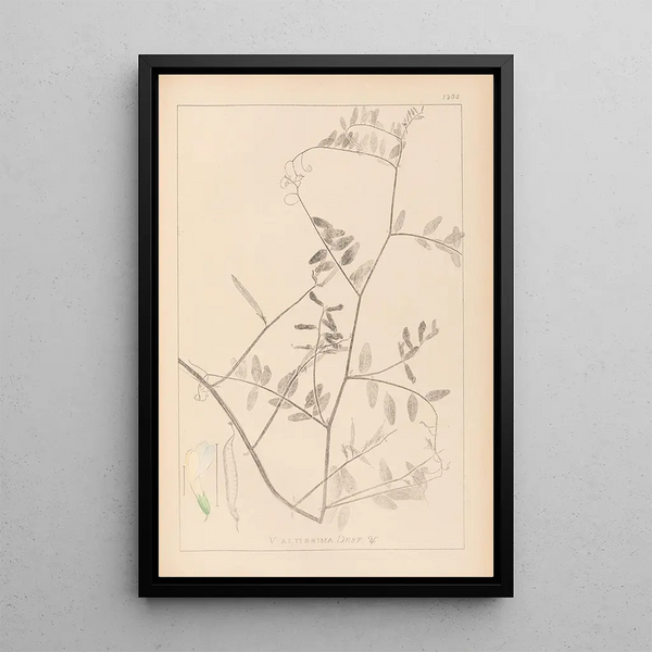 Louis Antoine Cusin - Herbier de la flore franaise Pl0466.webp