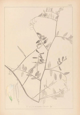 Louis Antoine Cusin - Herbier de la flore franaise Pl0466.webp