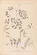 Herbier de la flore française Pl0467 - Louis Antoine Cusin | Reproduction — weergave van het kunstwerk