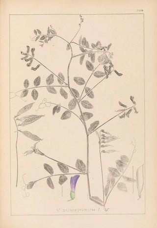 Louis Antoine Cusin - Herbier de la flore franaise Pl0467.webp