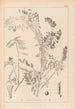 Herbier de la flore française Pl0469 - Louis Antoine Cusin — weergave van het kunstwerk