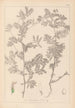 Herbier de la flore française Pl0470 - Louis Antoine Cusin — weergave van het kunstwerk