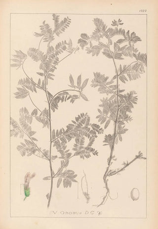 Louis Antoine Cusin - Herbier de la flore franaise Pl0470.webp