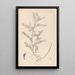 Herbier de la flore française Pl0471 - Louis Antoine Cusin — ingelijst kunstwerk aan de muur