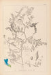 Herbier de la flore française Pl0473 - Louis Antoine Cusin — weergave van het kunstwerk