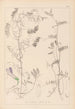 Herbier de la flore française Pl0475 - Louis Antoine Cusin — weergave van het kunstwerk