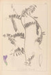 Herbier de la flore française Pl0476 - Louis Antoine Cusin — weergave van het kunstwerk