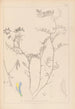 Herbier de la flore française Pl0477 - Louis Antoine Cusin — weergave van het kunstwerk