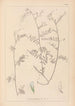 Herbier de la flore française Pl0481 - Louis Antoine Cusin — weergave van het kunstwerk