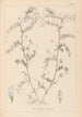 Herbier de la flore française Pl0482 - Louis Antoine Cusin — weergave van het kunstwerk