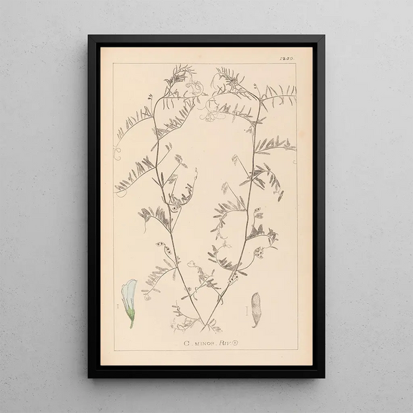 Louis Antoine Cusin - Herbier de la flore franaise Pl0482.webp
