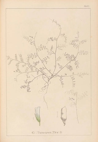 Louis Antoine Cusin - Herbier de la flore franaise Pl0483.webp
