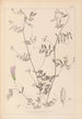 Herbier de la flore française Pl0485 - Louis Antoine Cusin — weergave van het kunstwerk