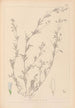 Herbier de la flore française Pl0486 - Louis Antoine Cusin — weergave van het kunstwerk