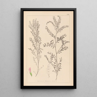 Louis Antoine Cusin - Herbier de la flore franaise Pl0487.webp