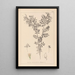 Herbier de la flore française Pl0488 - Louis Antoine Cusin — ingelijst kunstwerk aan de muur