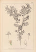 Herbier de la flore française Pl0488 - Louis Antoine Cusin — weergave van het kunstwerk