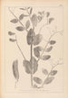 Herbier de la flore française Pl0492 - Louis Antoine Cusin — weergave van het kunstwerk