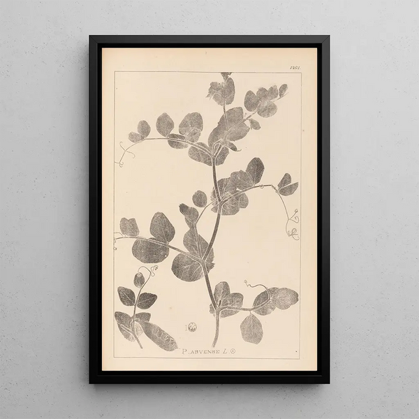 Louis Antoine Cusin - Herbier de la flore franaise Pl0493.webp