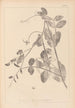 Herbier de la flore française Pl0494 - Louis Antoine Cusin — weergave van het kunstwerk