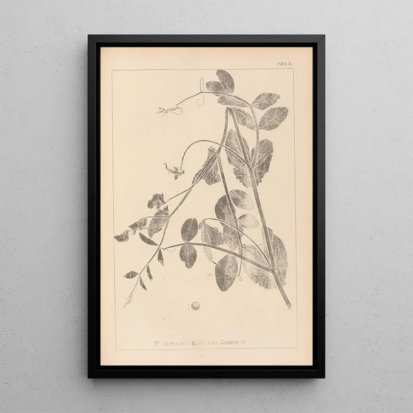 Louis Antoine Cusin - Herbier de la flore franaise Pl0494.webp