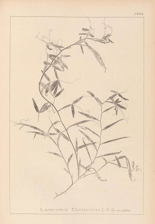 Louis Antoine Cusin - Herbier de la flore franaise Pl0496.webp