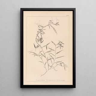 Louis Antoine Cusin - Herbier de la flore franaise Pl0496.webp