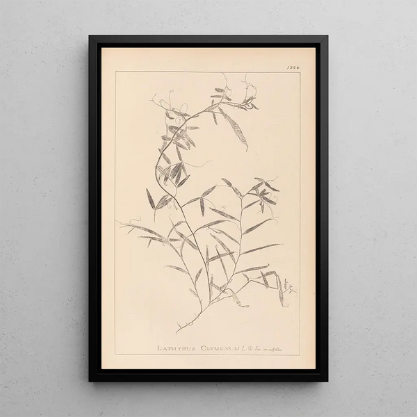 Louis Antoine Cusin - Herbier de la flore franaise Pl0496.webp