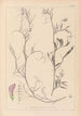 Herbier de la flore française Pl0497 - Louis Antoine Cusin — weergave van het kunstwerk