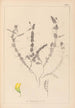 Herbier de la flore française Pl0499 - Louis Antoine Cusin — weergave van het kunstwerk