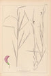 Herbier de la flore française Pl0500 - Louis Antoine Cusin — weergave van het kunstwerk