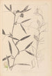 Herbier de la flore française Pl0503 - Louis Antoine Cusin — weergave van het kunstwerk