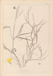Herbier de la flore française Pl0504 - Louis Antoine Cusin — weergave van het kunstwerk