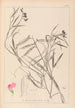 Herbier de la flore française Pl0505 - Louis Antoine Cusin — weergave van het kunstwerk