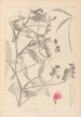 Herbier de la flore française Pl0506 - Louis Antoine Cusin — weergave van het kunstwerk