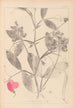 Herbier de la flore française Pl0507 - Louis Antoine Cusin — weergave van het kunstwerk