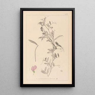 Louis Antoine Cusin - Herbier de la flore franaise Pl0509.webp